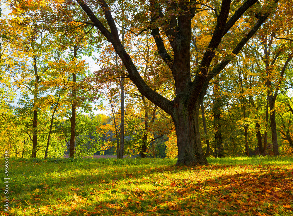 Oak tree in fall. Oak tree in fall.