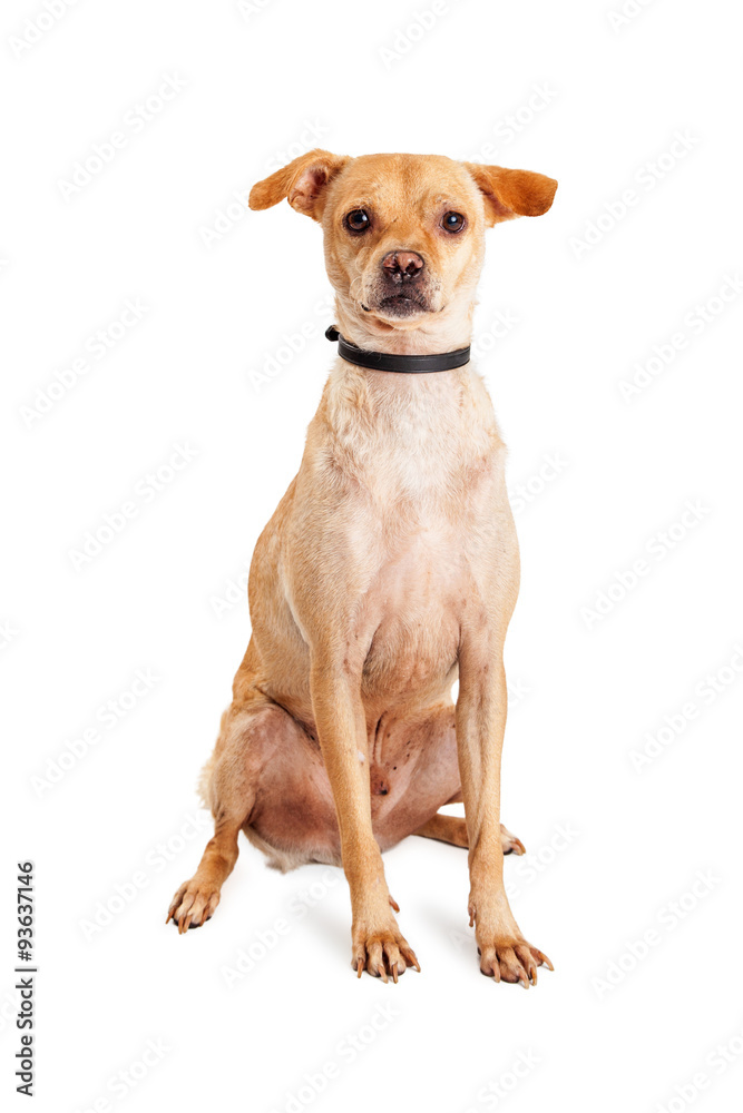 Adorable Attentive Chihuahua Crossbeed Dog