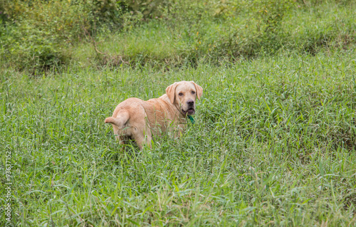 Wallpaper Mural Labrador Retriever in a grass field Torontodigital.ca