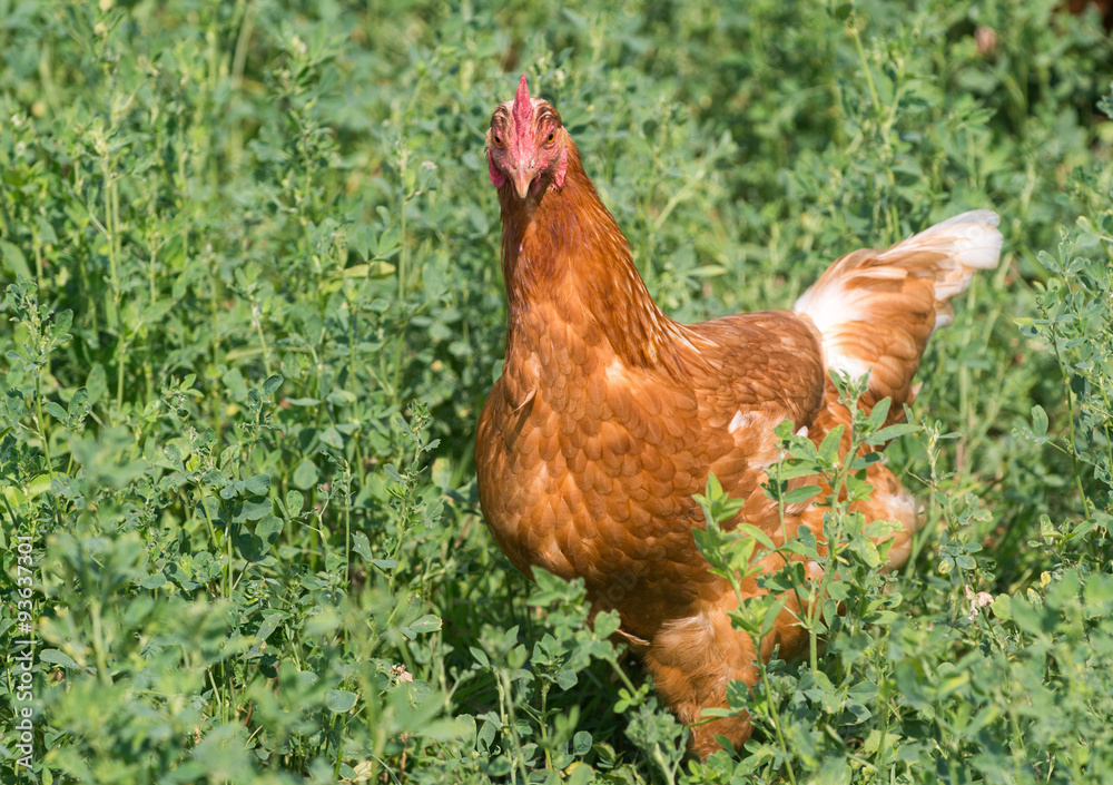 Fototapeta premium Red sex link chickens
