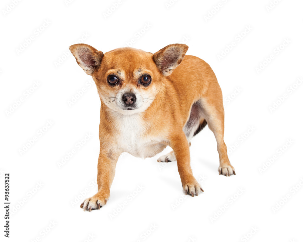 Adult Chihuahua Crossbreed Dog Standing Looking Forward
