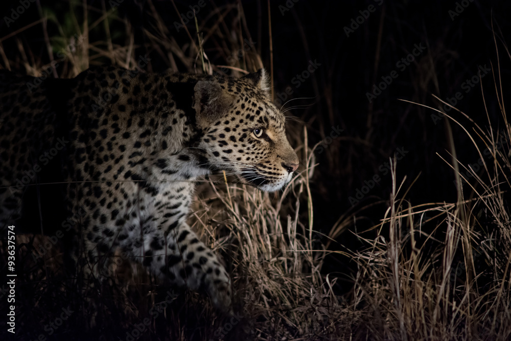 Naklejka premium Leopard at night