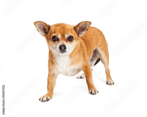 Fototapeta Naklejka Na Ścianę i Meble -  Adult Chihuahua Crossbreed Dog Standing Looking Forward