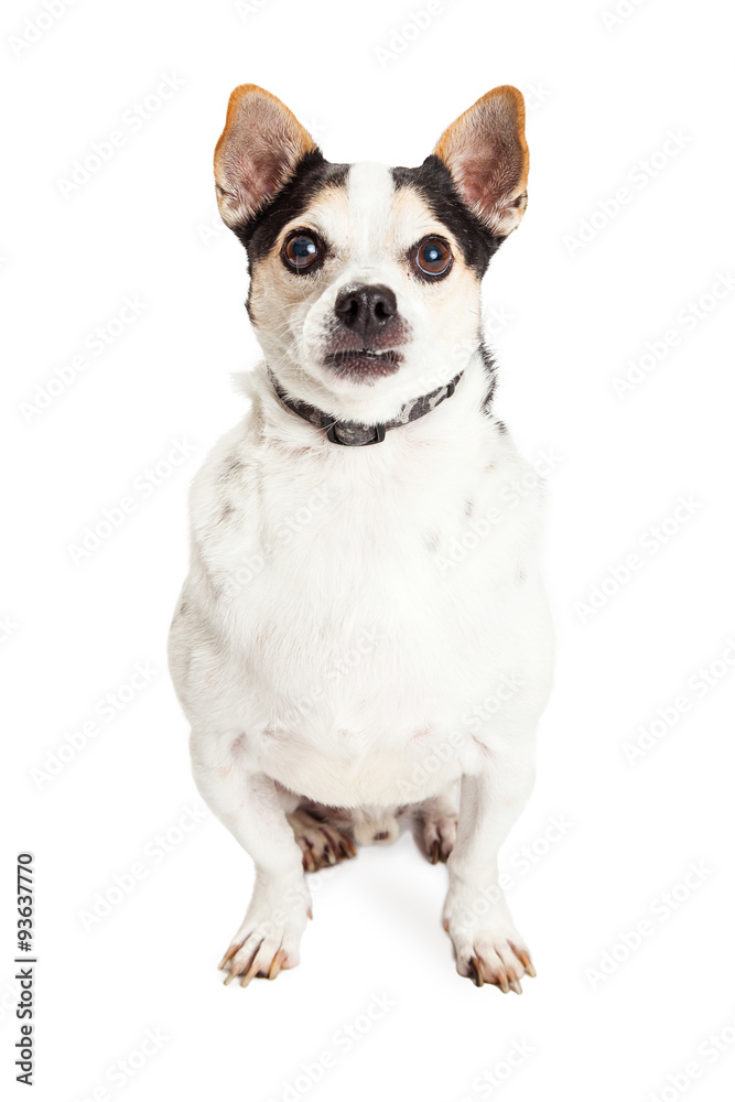 Attentive White and Black Chihuahua Crossbreed Dog Attentive White and Black Chihuahua Crossbreed Dog