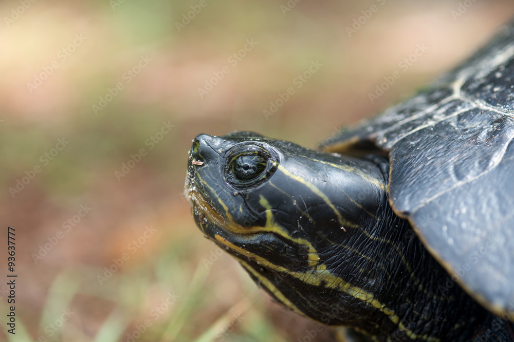 Turtle laying its eggs in a hole in Florida Turtle laying its eggs in a hole in Florida