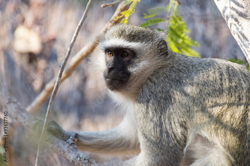 vervet monkey in a tree
