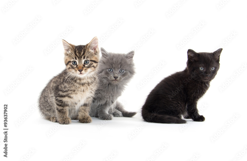 Three cute kittens Three cute kittens