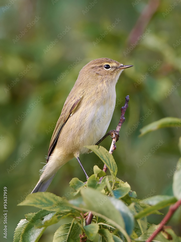 Obraz premium Common Chiffchaff (Phylloscopus collybita)