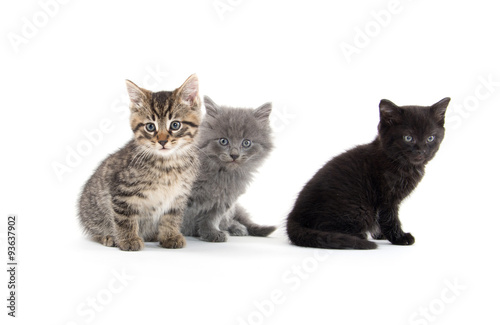 Fototapeta Naklejka Na Ścianę i Meble -  Three cute kittens