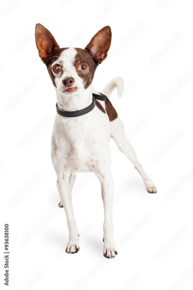 Blind Chihuahua Crossbreed Dog