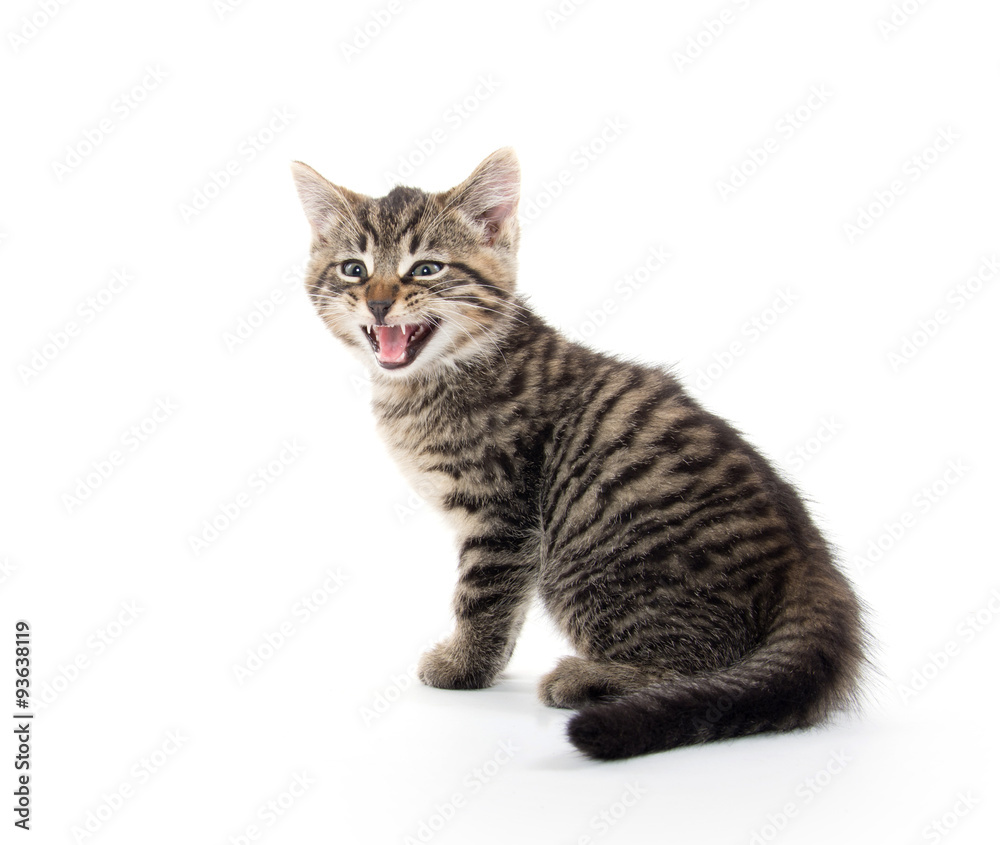 Cute tabby kitten crying on white