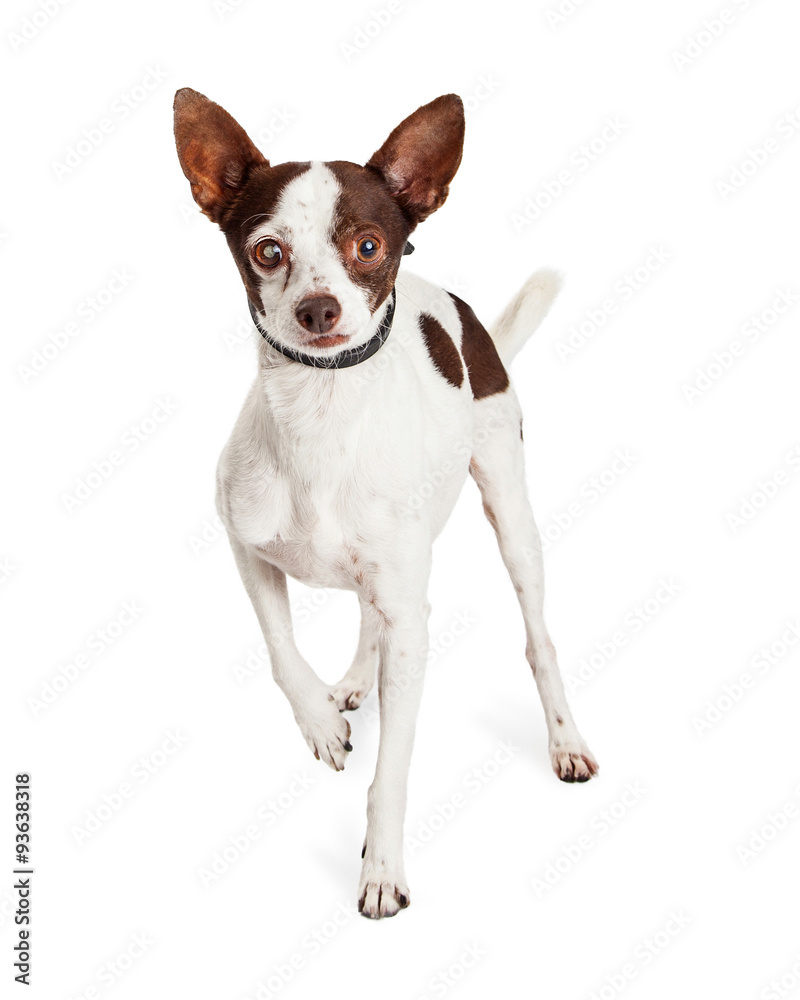 Chihuahua Dog With One Blind Eye