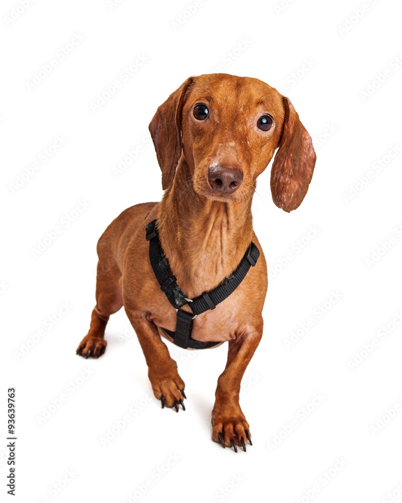 Dachshund Crossbreed Dog Ready For a Walk