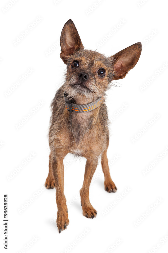 Friendly Chihuahua and Terrier Mixed breed dog