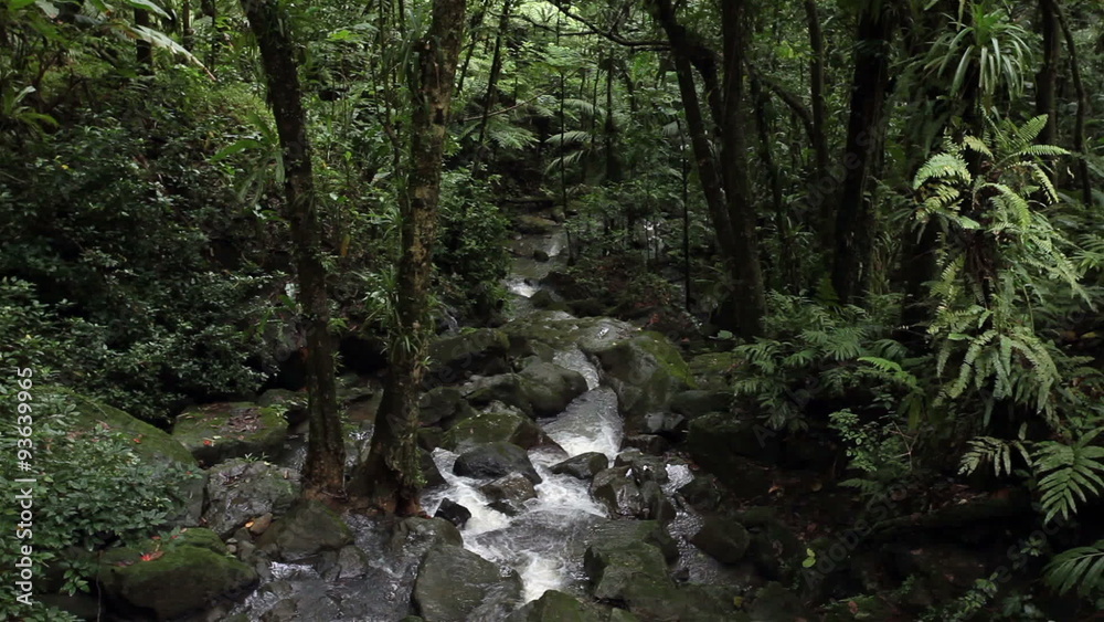 El Yunque rainforest stream jungle Puerto Rico HD 1748 El Yunque rainforest stream jungle Puerto Rico HD 1748