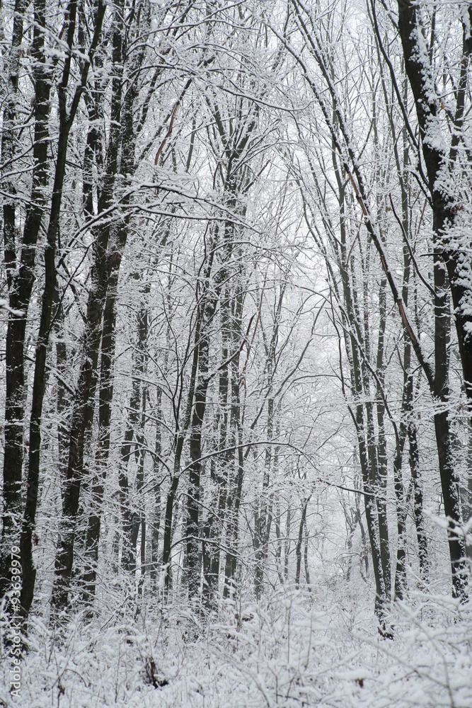 Fototapeta premium Beautiful winter landscape