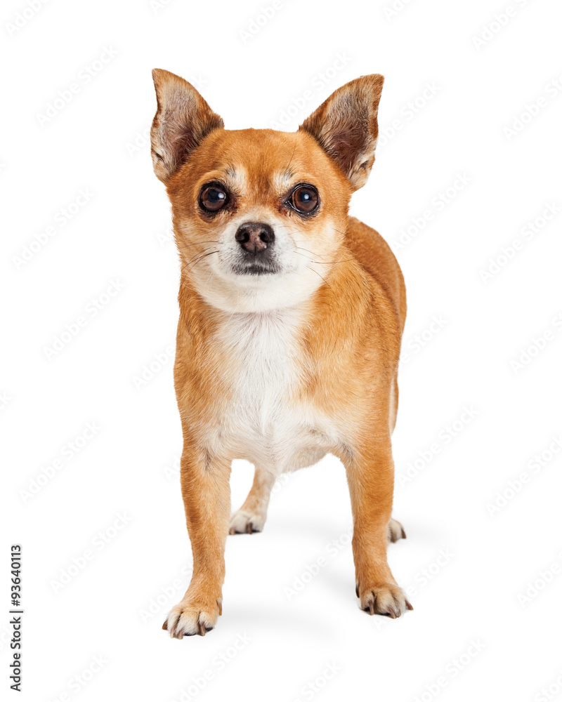 Friendly Little Chihuahua Crossbreed Dog on White