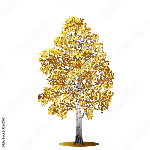 detached tree birch with yellow leaves