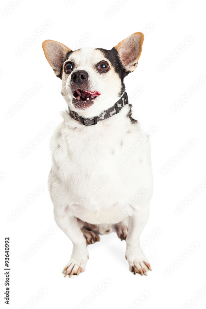 Hungry Black and White Chihuahua Crossbreed Dog