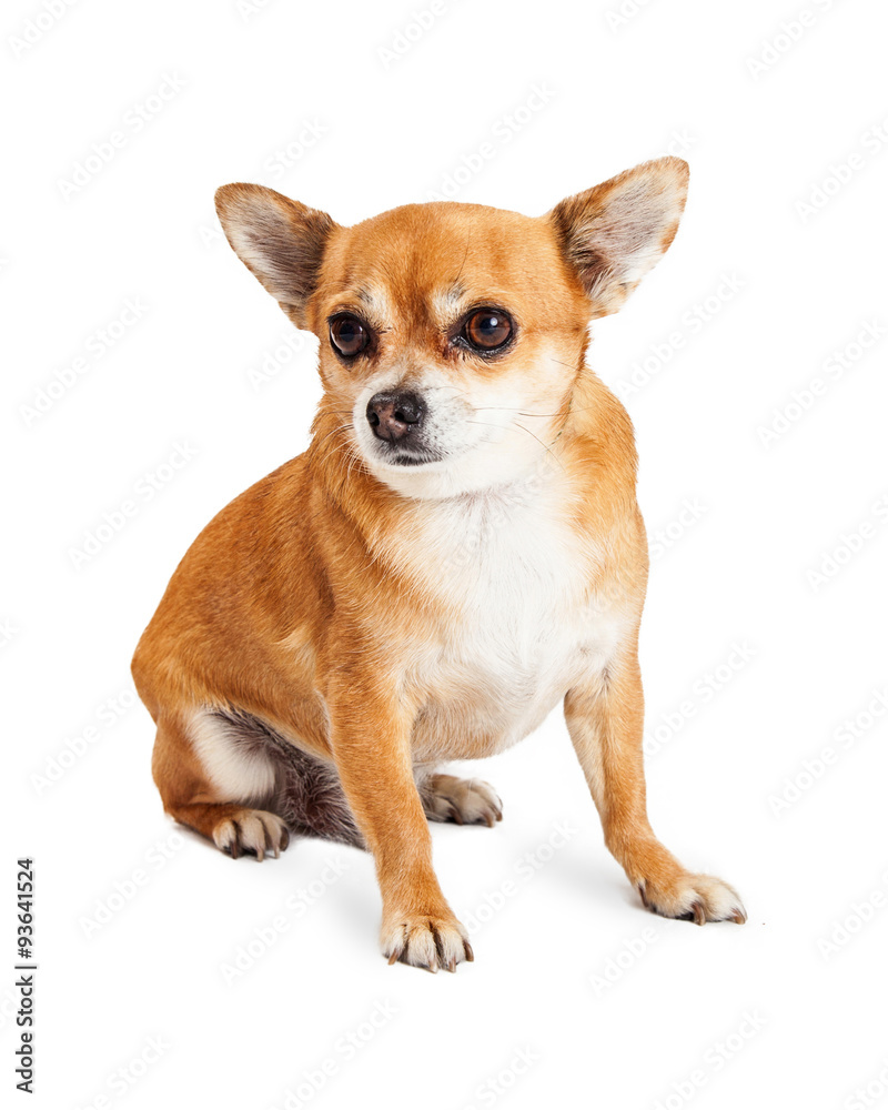 Small Chihuahua Dog Tan Coat Sitting Small Chihuahua Dog Tan Coat Sitting