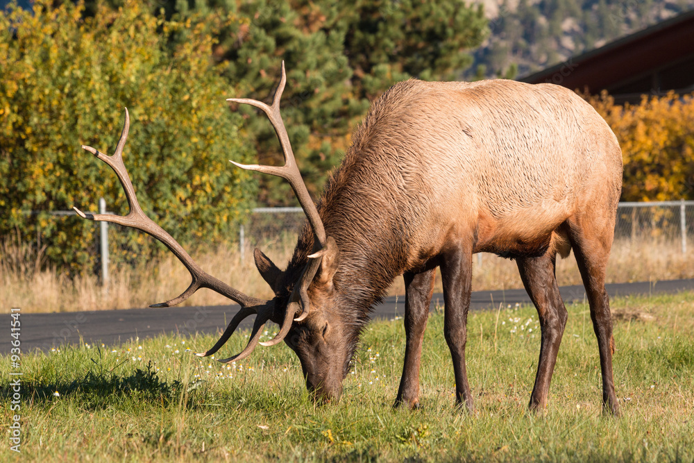 Fototapeta premium Bull Elk in Urban Environment