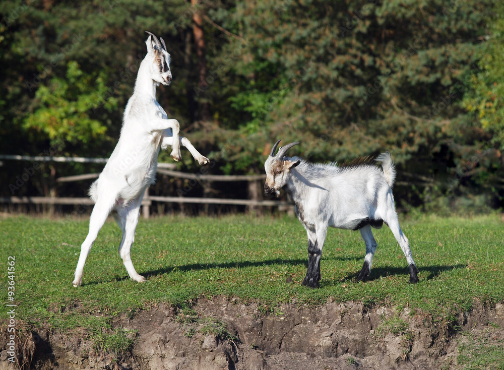 Two young goats play on to the green meadow