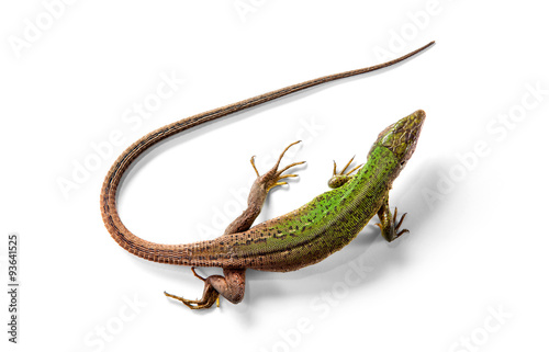 The green lizard above view isolated on white