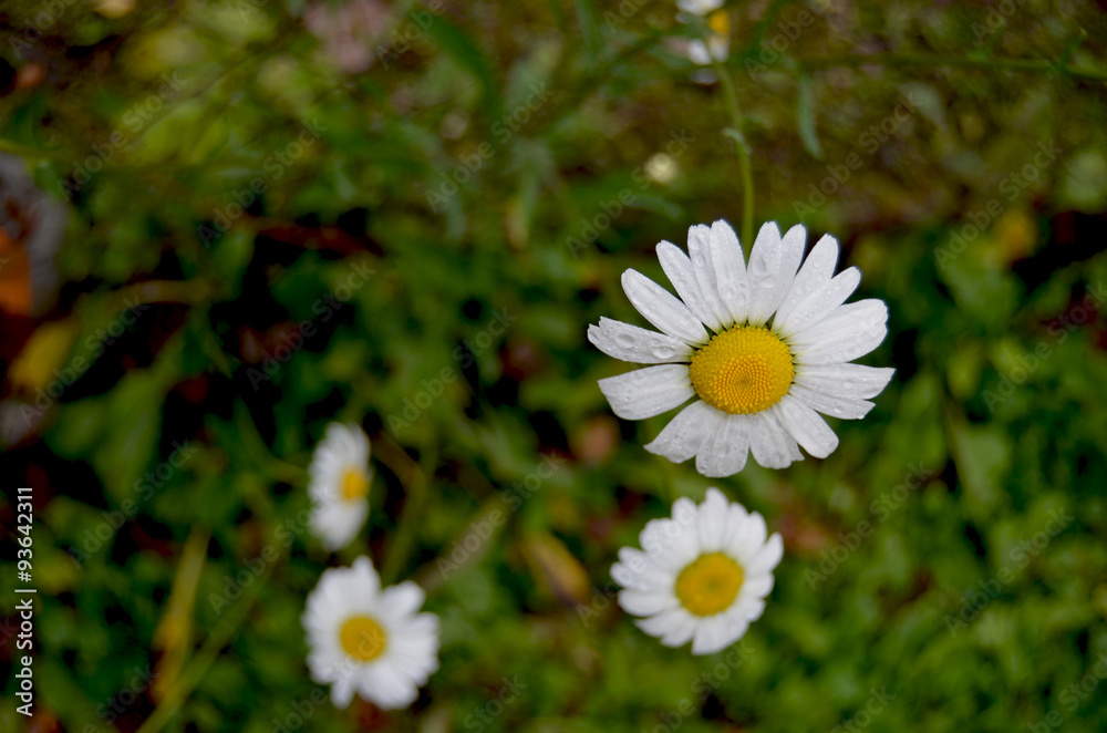 Obraz premium Large daisy in a forest