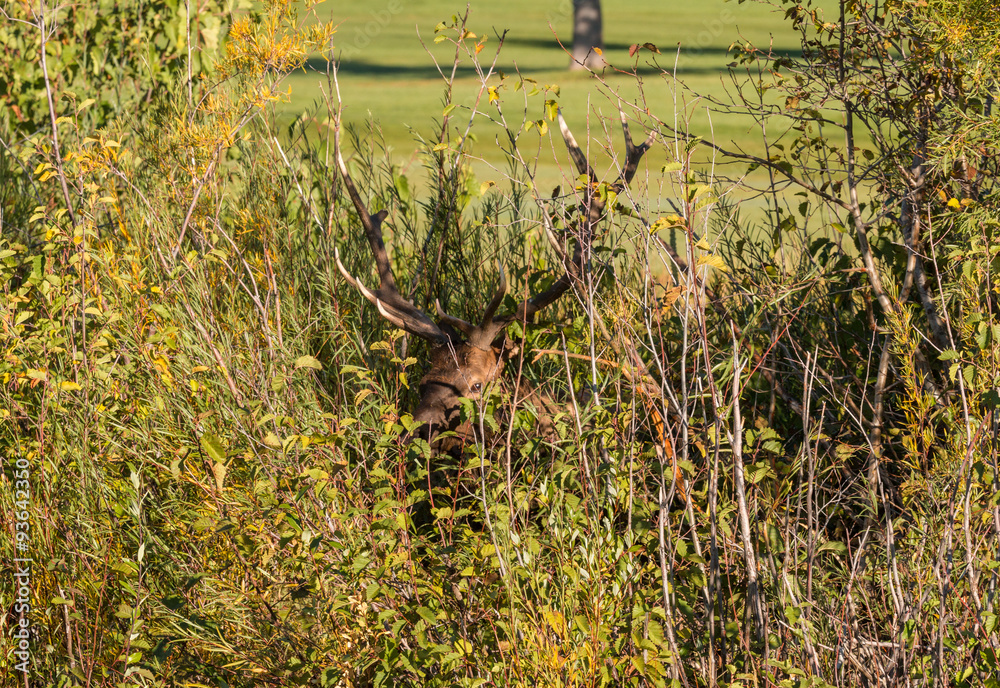 Fototapeta premium Bull Elk in Thicket