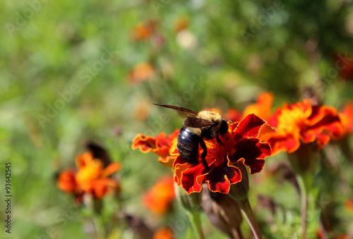 bee on marigold flower © meihe