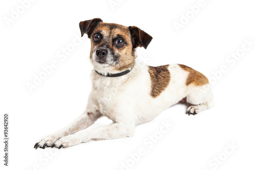 Wire-hair Jack Russel Terrier Crossbreed Dog
