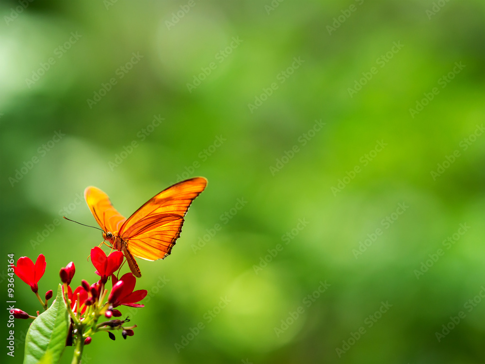 Butterfly on red flowers, green background. Butterfly on red flowers, green background.