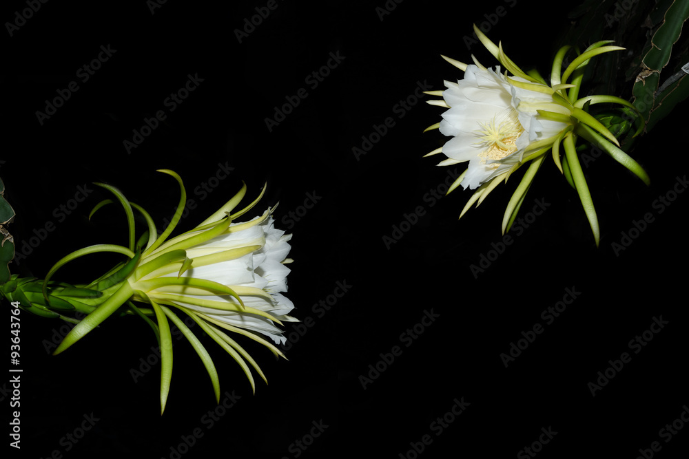 Dragon fruit flowers in black background Dragon fruit flowers in black background