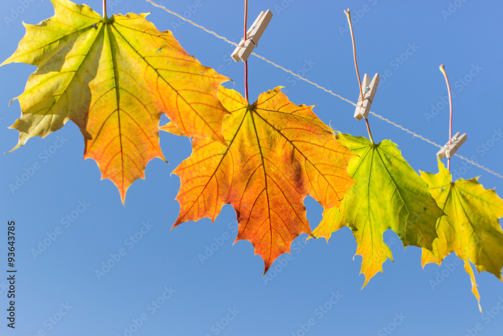 autumn leaves / Autumn leaves hanging on a leash autumn leaves / Autumn leaves hanging on a leash