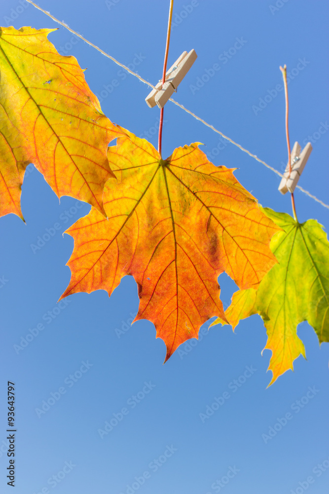 autumn leaves / Autumn leaves hanging on a leash autumn leaves / Autumn leaves hanging on a leash