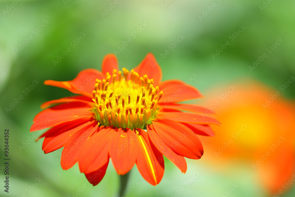 Zinnia flower
