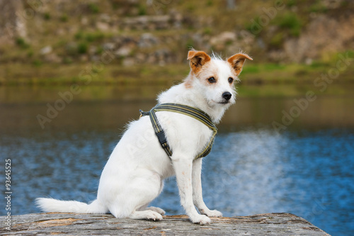 Terrier am See