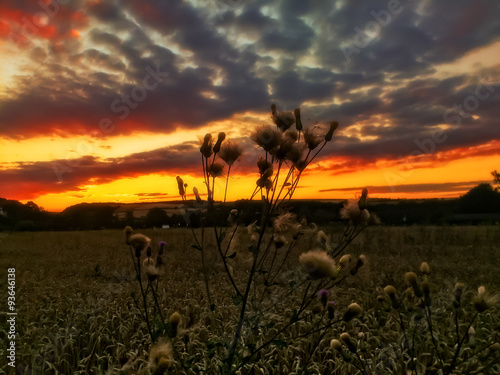 Sonnenuntergang am Kornfeld