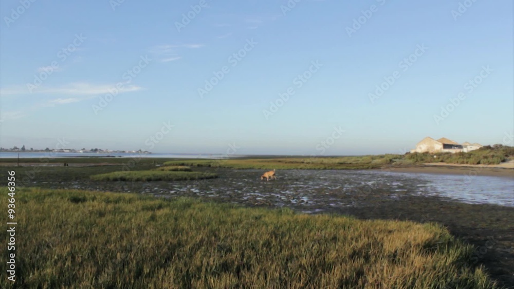 Ria Formosa wetlands nature park, dawn low tide seascape and dog playing Ria Formosa wetlands nature park, dawn low tide seascape and dog playing
