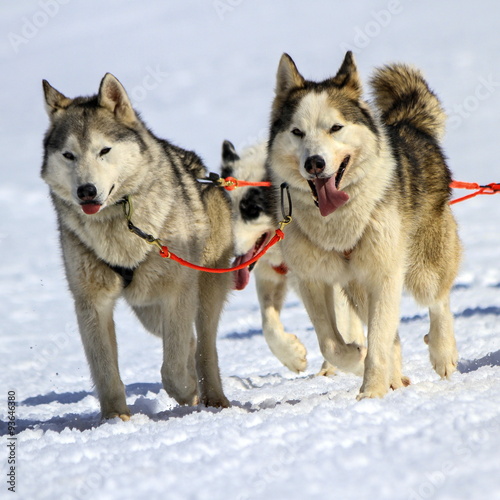 Husky sled dog team at work