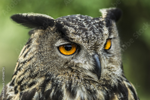 owl and her beautiful orange eyes