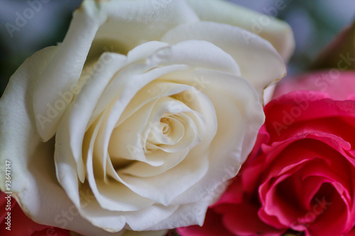 White beautiful rose. Fresh buds of a wonderful aroma.