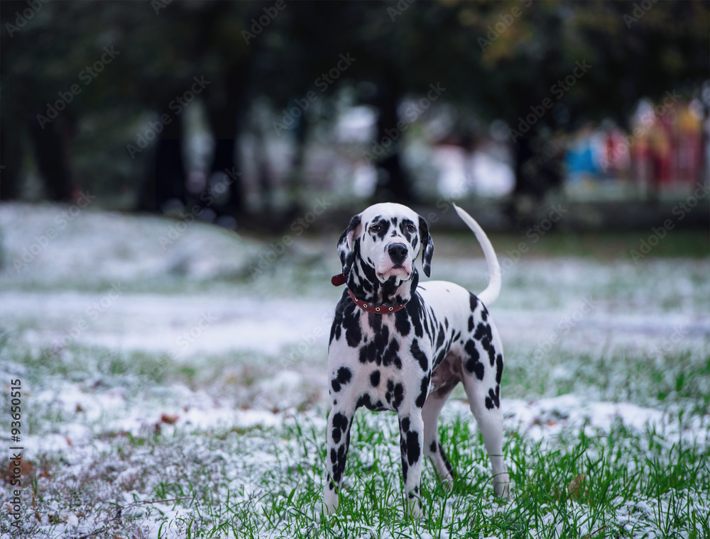 Portrait of black and white dalmatian dog
