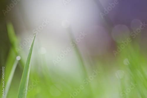 Fresh grass with dew in the morning colorful background