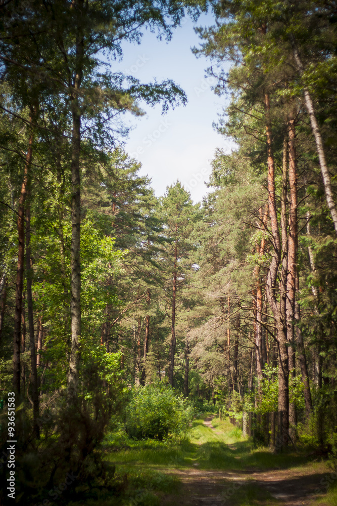 Obraz premium pathway in the forest