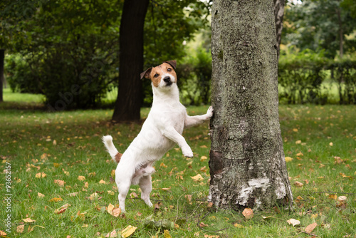 Fototapeta Naklejka Na Ścianę i Meble -  Cute dog at autumn park leaning on tree
