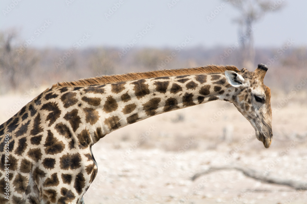 Fototapeta premium Giraffe lowering neck.