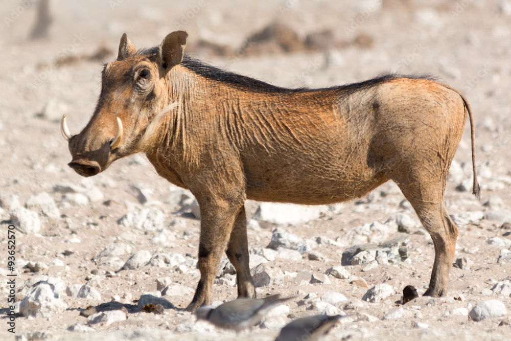 Warthog in the sun.