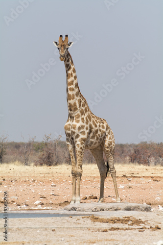 Lonely Giraffe at an artificial waterhole.
