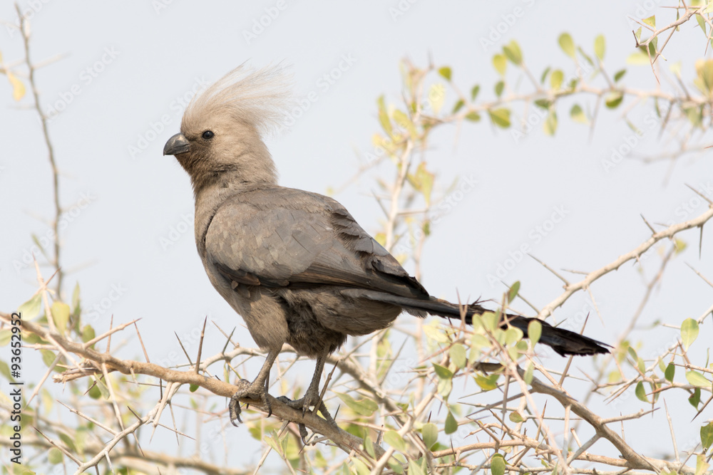 Fototapeta premium Grey Go-Away Bird in the trees.